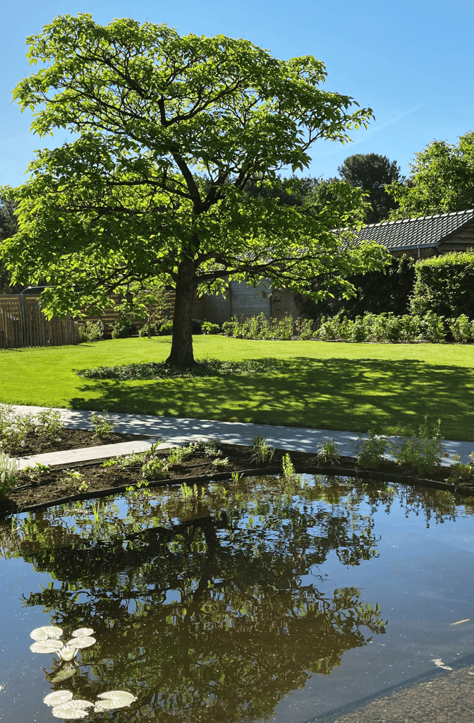 natuurlijke zwemvijver met boom en groene tuin