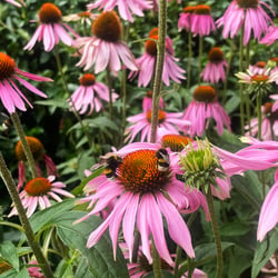 bloemen met bijen op paarse echinacea