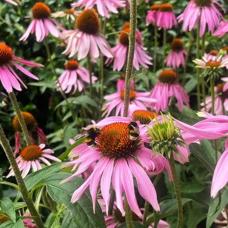 bloemen met bijen op paarse echinacea