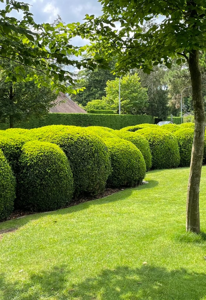 landelijke tuin met bolvormige hagen en verzorgd gazon