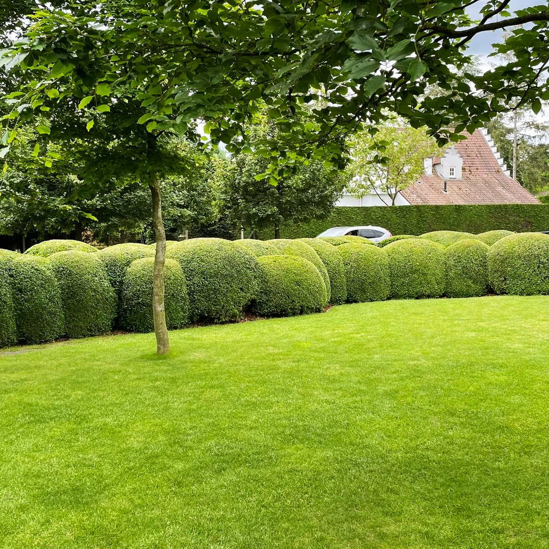 landelijke tuin met bolvormige hagen en verzorgd gazon