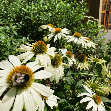 bloemen met bijen op witte echinacea