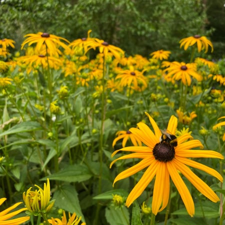 bloemen met bijen op gele echinacea