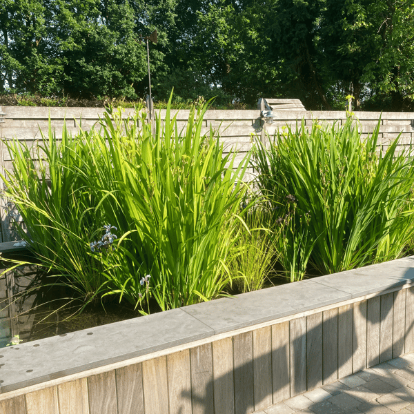 zwemvijver met houten afwerking en oeverplanten