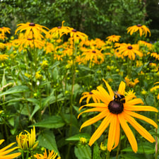 bloemen met bijen op gele echinacea