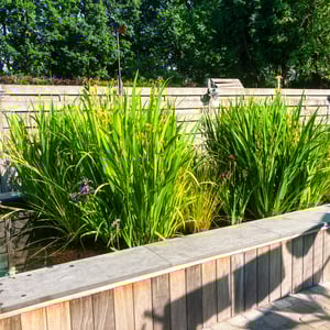 zwemvijver met houten afwerking en oeverplanten