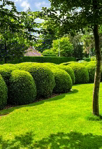landelijke tuin met bolvormige hagen en verzorgd gazon