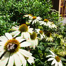 bloemen met bijen op witte echinacea