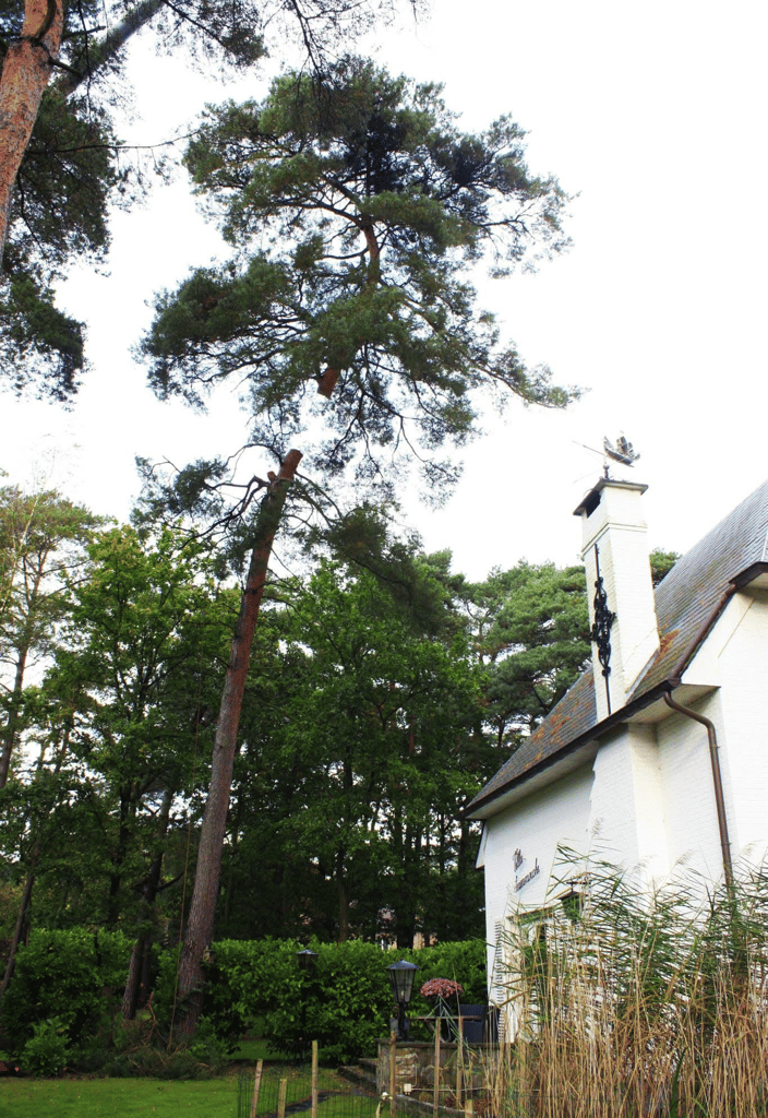 hoge boom bij wit huis