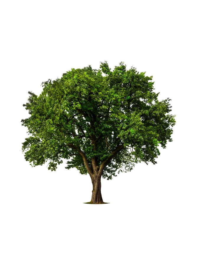 grote vrije boom op transparante achtergrond