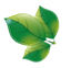 grande-flora logo m