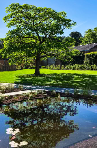 natuurlijke zwemvijver met boom en groene tuin