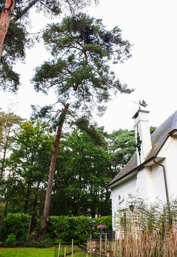 hoge boom bij wit huis