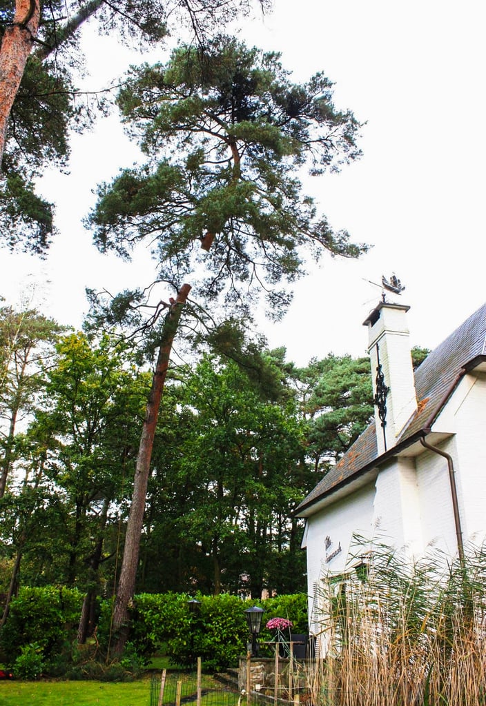 hoge boom bij wit huis