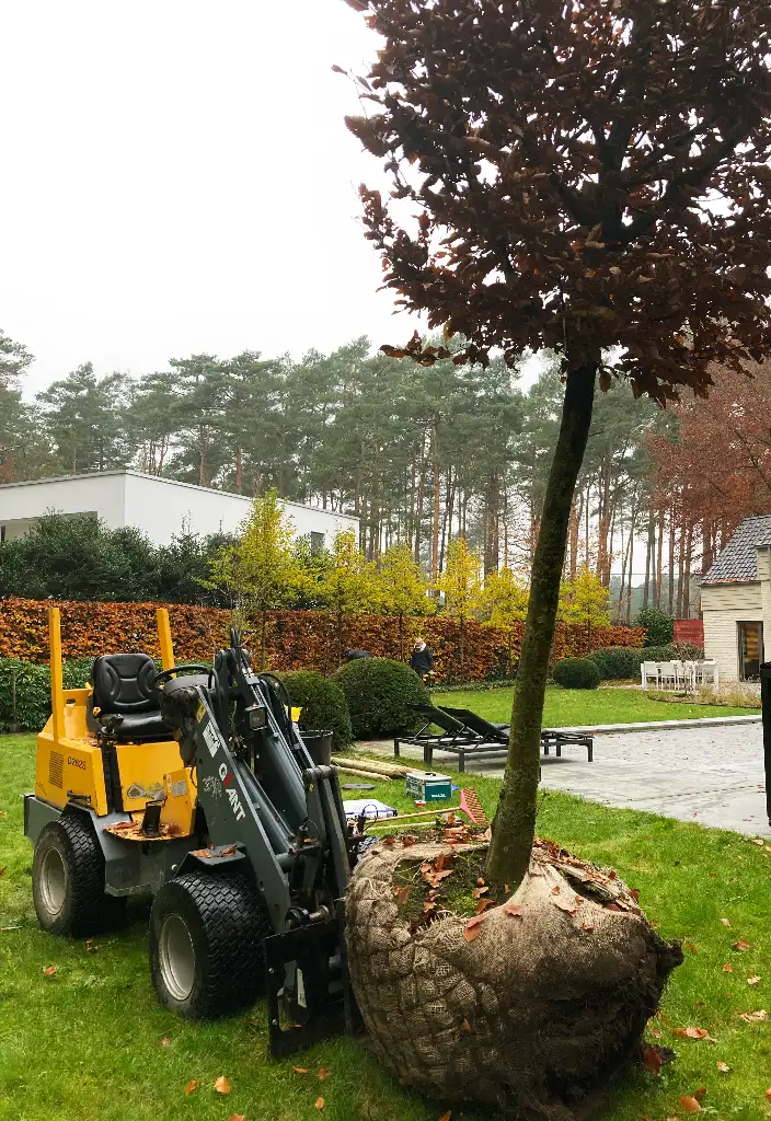 aanplanting boom met machine