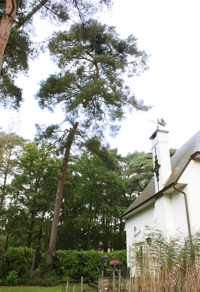 hoge boom vellen nabij huis