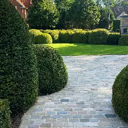 voortuin met gesnoeide hagen